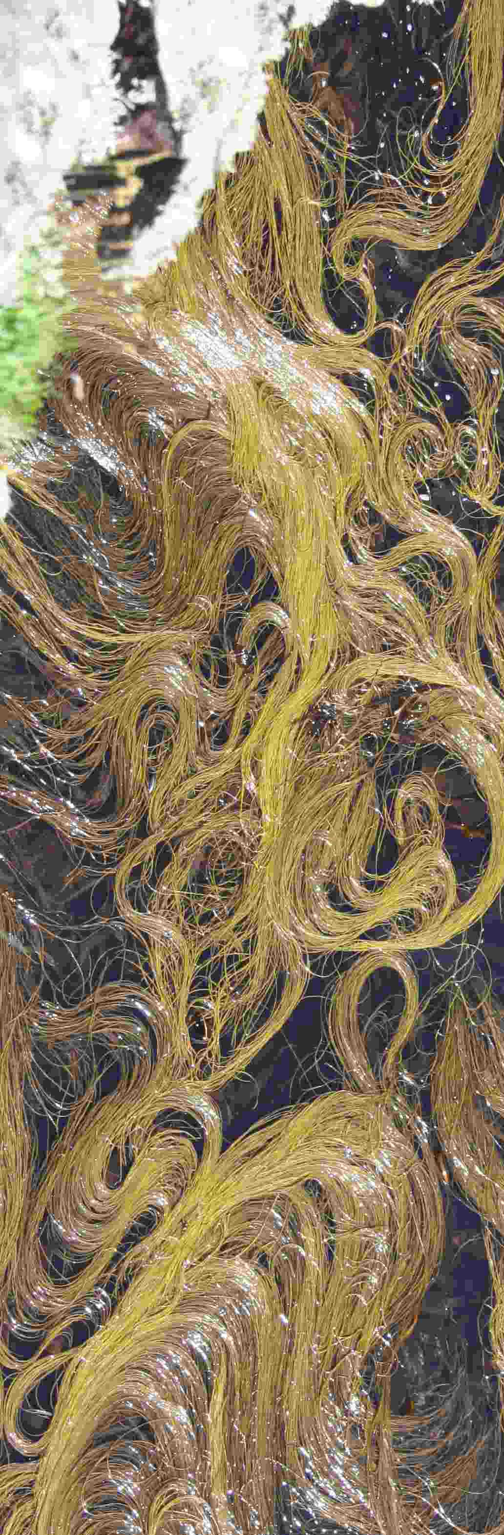 bootlace weed crop